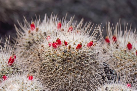 A detailed close up of a cactus showcasing vibrant red flowers amidst a backdrop of sharp spines.