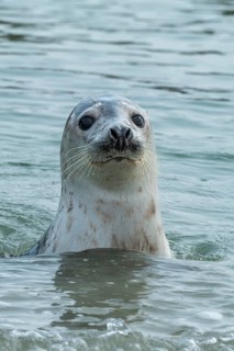 Grey seal (Halichoerus grypus), North Sea, Heligoland, Schleswig-Holstein, Germany