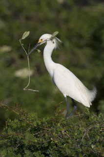 Snowy Egret (Egretta thula) with nesting material, Florida, USA