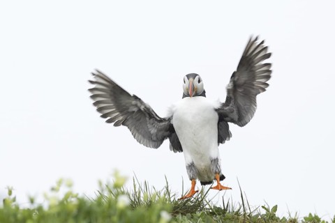 Atlantic Puffin (Fratercula arctica), Scotland, United Kingdom