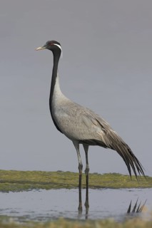 Demoiselle Crane (Grus virgo), Oman