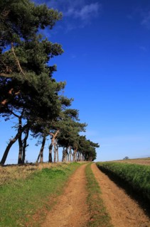 A line of Scots pine trees marking an field boundary in the countryside, Shottisham, Suffolk,
