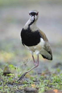 Southern Lapwing (Vanellus chilensis), Pantanal, Brazil