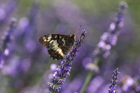 Great banded grayling (Brintesia circe), sitting on lavender flower, Provence, France