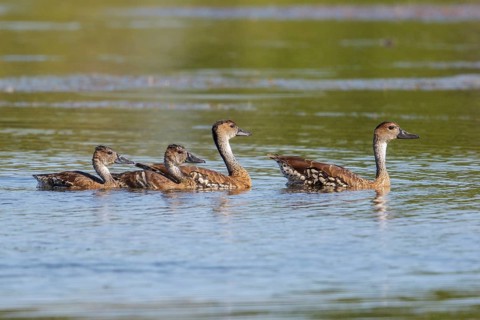 West Indian Whistling Duck (Dendrocygna arborea) feeding in a lagoon in Cuba