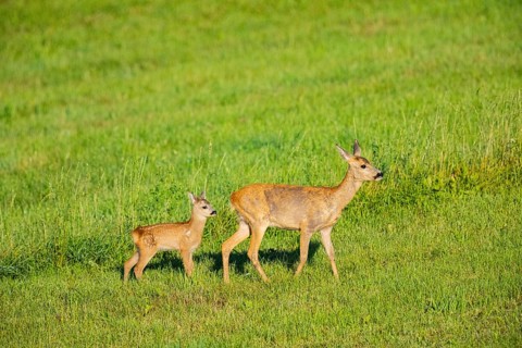 Roe deer (Capreolus capreolus) doe with fawn Germany
