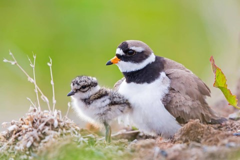 Ringed Plover, (Charadrius hiaticula), animals, birds, plover family, plover family, female with