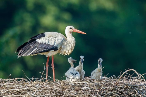 White Stork (Ciconia ciconia) with chicks in nest, North Rhine-Westphalia, Germany