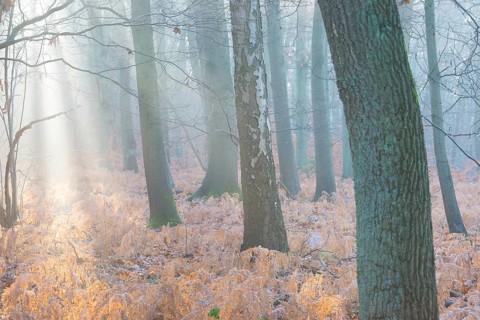 Calm forest with soft morning light and misty, frosty atmosphere, sunlight shines in rays between