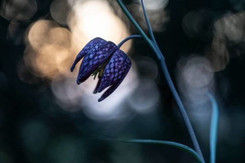 Snake's Head Fritillary (Fritillaria meleagris), Emsland, Lower Saxony, Germany