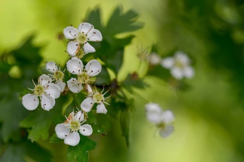 Crataegus monogyna, hawthorn, hawthorn, rosaceae, rose family, hawthorn, common hawthorn, flora,