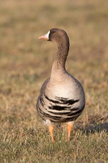 Greater White-fronted Goose (Anser albifrons), North Rhine-Westphalia, Germany