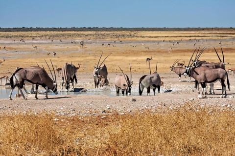 Oryx antelopes drinking at a waterhole in a dry environment, spitting bucks at a waterhole in