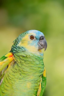 Blue-fronted Amazon (Amazona aestiva), portrait, captive, occurrence in South America