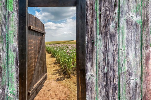 Gate in an Opium poppy field, Germerode, Werra-Meissner district, Hesse, Germany, photomontage
