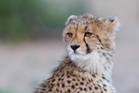 Cheetah (Acinonyx jubatus), young, sitting and looking around, alert, evening light, animal
