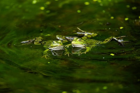 Edible frog (Pelophylax esculentus) in a little lake in the water, Bavaria, Germany