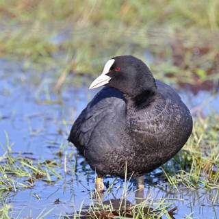 Common Eurasian Coot (Fulica atra) on a flooded meadow, waders, wildlife, nature photography, wet