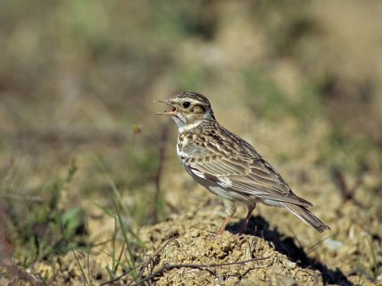 Woodlark, Lullula Arborea, Woodlark, Birds, Song, Larks, Passeri, Singing, Songbirds, Birds