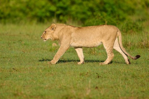 A lion walks through the vast, green African savannah landscape, lion (Panthera leo), Masai Mara