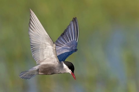 Weißbart-Seeschwalbe, Weißbartseeschwalbe, Whiskered Tern, Chlidonias hybridus, Chlidonias hybrida,