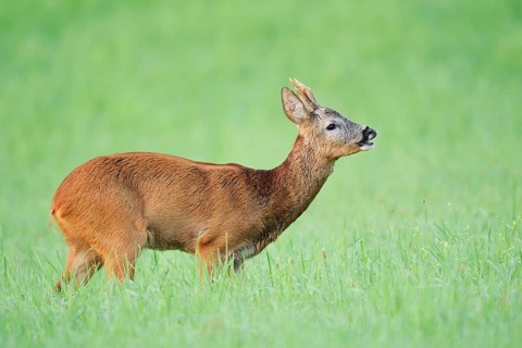 European roe deer (Capreolus capreolus), a roebuck standing in a meadow and snorting, North