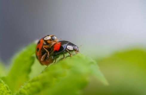 Asian ladybeetle, Asian ladybug, coccinellidae, coccinellinae, harlequin ladybug, harmonia
