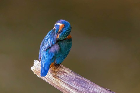 A common kingfisher (Alcedo atthis) preening its plumage on a perch, kingfishers (Alcedinidae),