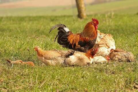 Domestic chicken (Gallus gallus domesticus) organic farming, free-range chickens and rooster