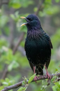 Star, Starling, Sturnus Vulgaris, courtship behavior, birds, courtship display, spring, song, high