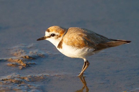 Kentish Plover (Charadrius alexandrinus) male, Mallorca, Spain