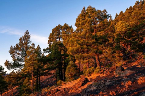 Canary Island pines (Pinus canariensis) bathed in the red light of the sunset. La Palma, Canary