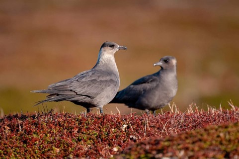 Arctic hunter, arctic skua, arctic tern, Norway, parasitic hunter, parasitic skua, parasite