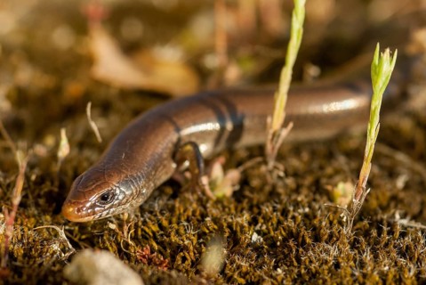 Chalcides Bedriagai, Iberian roller skink, Spanish roller skink, Extremadura, reptilia, reptiles,