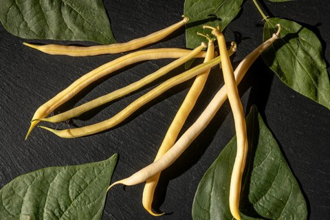 Yellow beans on dark background with leaves