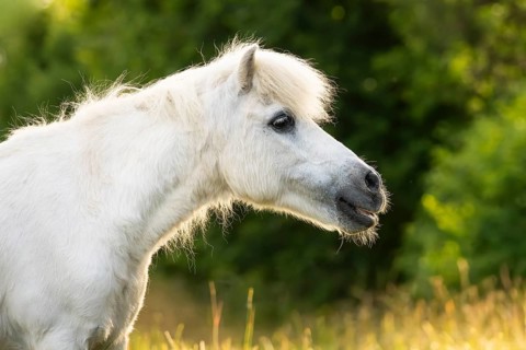 Pony, Shetland pony, mold, gelding, portrait, in the pasture, in the evening