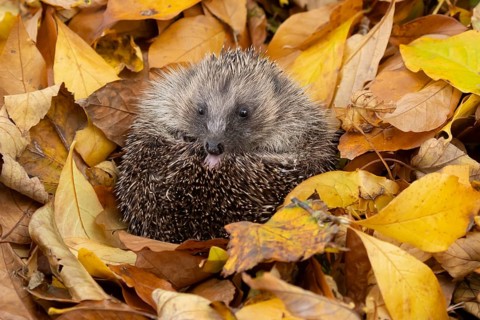 European hedgehog (Erinaceus europaeus) adult animal resting on a pile of autumn colour tree