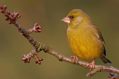 Greenfinch, Greenfinch, European Greenfinch, Western Greenfinch, Carduelis chloris, (Chloris