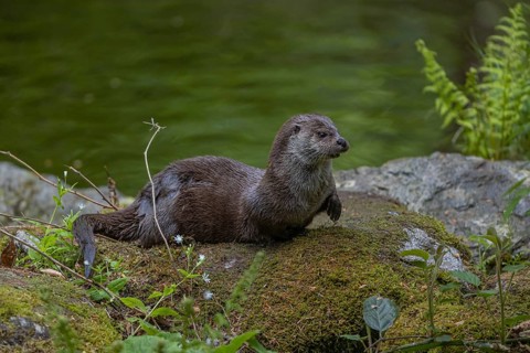 One Eurasian otter (Lutra lutra), resting on a mossy rock. Green water reflections in the