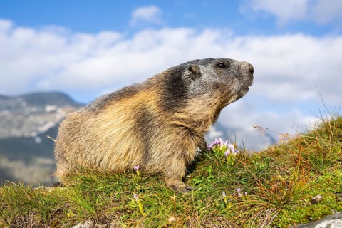 Alpine marmot (Marmota marmota) in autumn, Grossglockner, High Tauern National Park, Austria