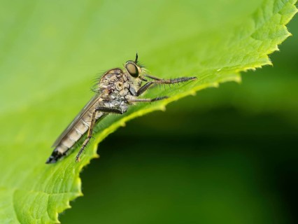 Barbarossa fly, (Eutolmus rufibarbis), predatory fly, insect, insects, close-up, Black Forest,