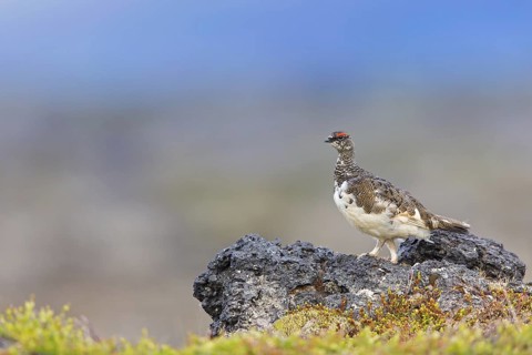 Rock ptarmigan, (Lagopus mutus), animals, birds, hen, pheasant family, Laxamýri, Húsavík, Iceland