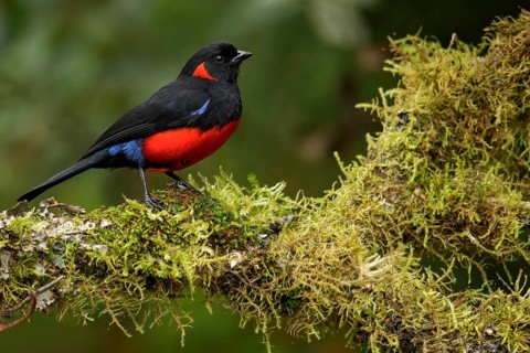Scarlet-bellied Mountain-tanager (Anisognathus lunulatus) perched on a branch in the Andes