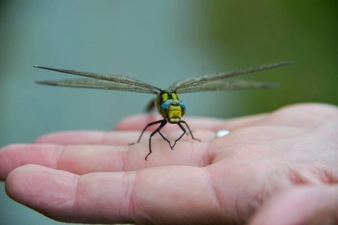 Southern Hawker (Aeshna cyanea) on a hand, Bavaria, Germany