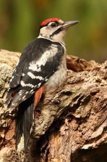 Great Spotted Woodpecker (Dendrocopos major) juvenile, Lower Saxony, Germany
