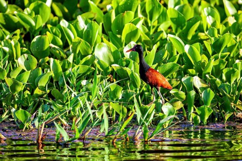 A bird with black and brown feathers stands amongst green plants by the water's edge: a red-browed