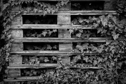 Old EURO pallets, stacked, empty, overgrown with ivy, black and white, Fellbach, Baden-Württemberg,