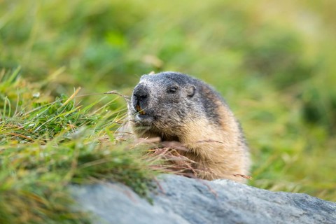 Alpine marmot (Marmota marmota) in autumn, Grossglockner, High Tauern National Park, Austria