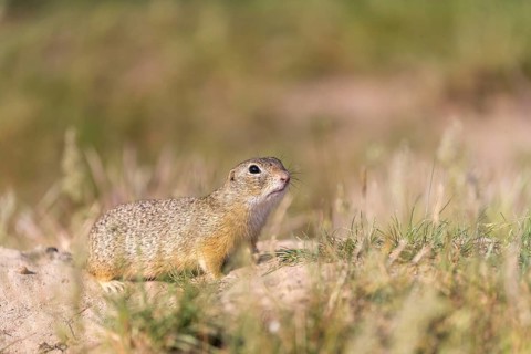 European ground squirrel (Spermophilus citellus) or European souslik sitting on sand and in tall