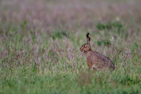European hare (Lepus europaeus), Emsland, Lower Saxony, Germany
